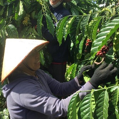 nuns harvesting coffee