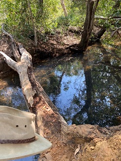 tiwi tree