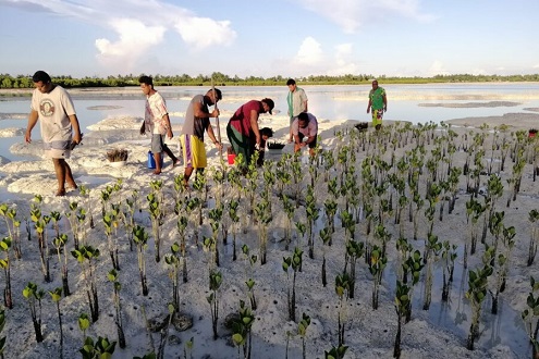 mangrove planting july 29h1 900x600