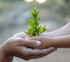 catholic earthcare plant