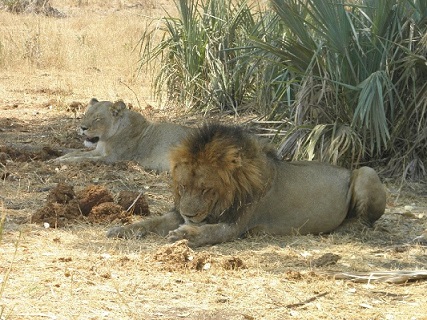 vince and lions