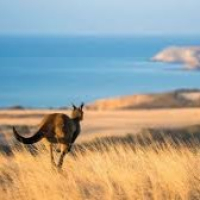 Kangaroo Island, The 70th Celebration of Faithfulness! Some MSC service.